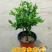 精品独杆小叶栀子花老桩盆栽（带花苞）浓香室内外好养绿植花