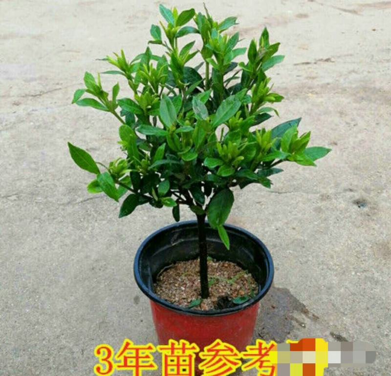 精品独杆小叶栀子花老桩盆栽（带花苞）浓香室内外好养绿植花