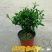 精品独杆小叶栀子花老桩盆栽（带花苞）浓香室内外好养绿植花