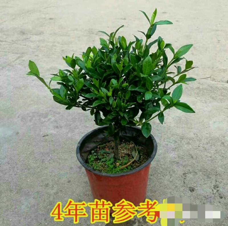 精品独杆小叶栀子花老桩盆栽（带花苞）浓香室内外好养绿植花