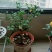 精品独杆小叶栀子花老桩盆栽（带花苞）浓香室内外好养绿植花