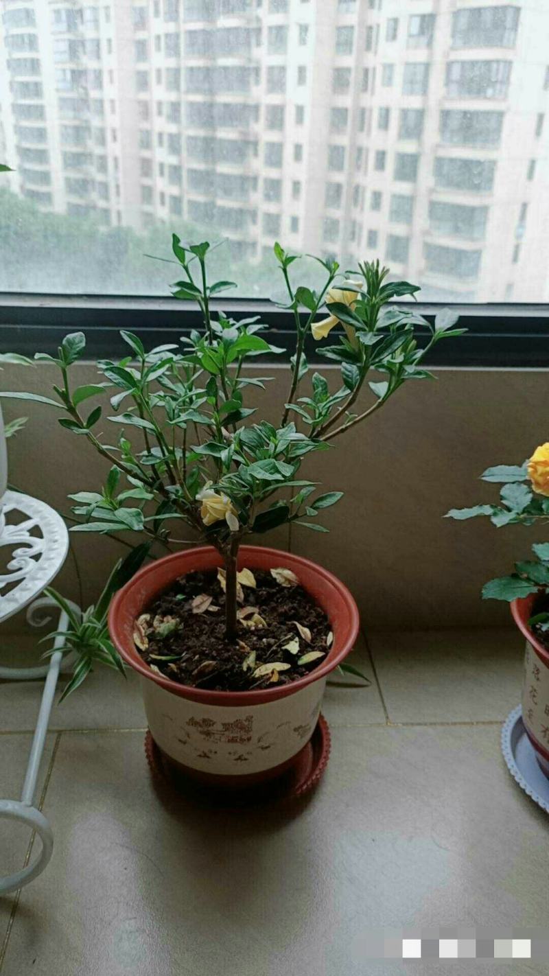 精品独杆小叶栀子花老桩盆栽（带花苞）浓香室内外好养绿植花