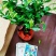 精品独杆小叶栀子花老桩盆栽（带花苞）浓香室内外好养绿植花