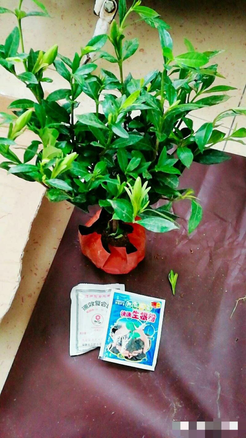 精品独杆小叶栀子花老桩盆栽（带花苞）浓香室内外好养绿植花