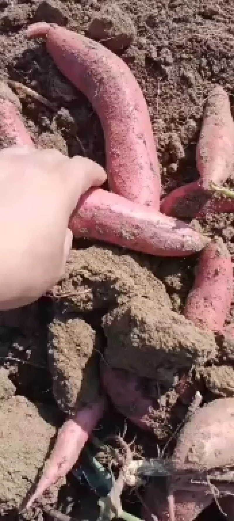 【荐】辽宁凌海市百万亩地红薯大面积上市西瓜红红薯