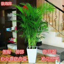 散尾葵凤尾竹盆栽室内客厅吸甲醛植物四季长青大型绿植花卉