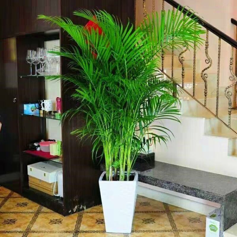 散尾葵凤尾竹盆栽室内客厅吸甲醛植物四季长青大型绿植花卉