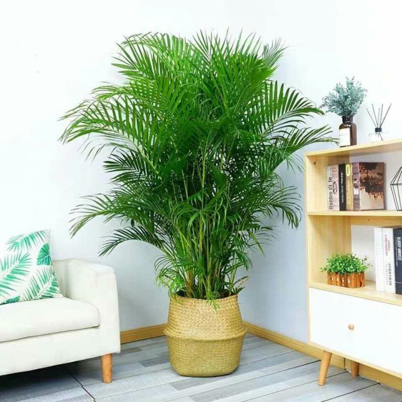散尾葵凤尾竹盆栽室内客厅吸甲醛植物四季长青大型绿植花卉