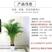 散尾葵凤尾竹盆栽室内客厅吸甲醛植物四季长青大型绿植花卉