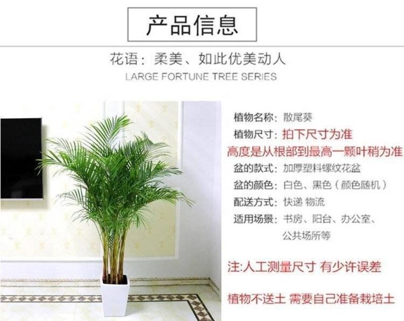 散尾葵凤尾竹盆栽室内客厅吸甲醛植物四季长青大型绿植花卉