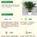散尾葵凤尾竹盆栽室内客厅吸甲醛植物四季长青大型绿植花卉