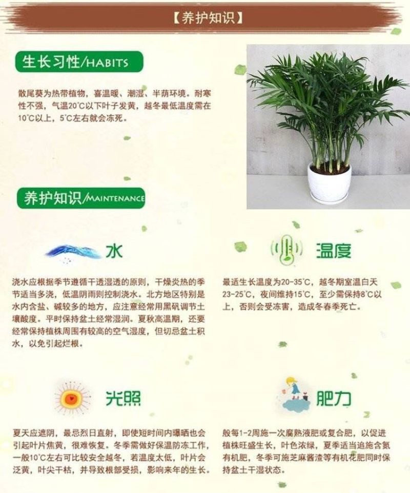 散尾葵凤尾竹盆栽室内客厅吸甲醛植物四季长青大型绿植花卉