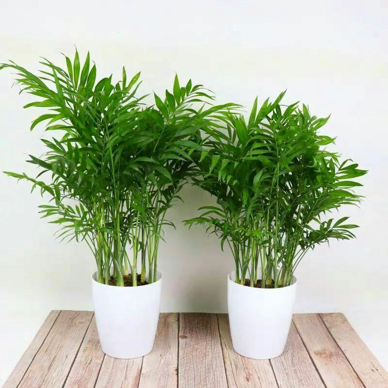 散尾葵凤尾竹盆栽室内客厅吸甲醛植物四季长青大型绿植花卉