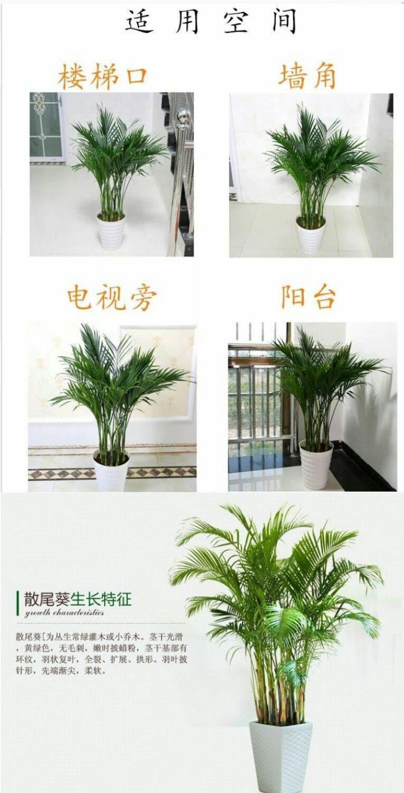 散尾葵凤尾竹盆栽室内客厅吸甲醛植物四季长青大型绿植花卉