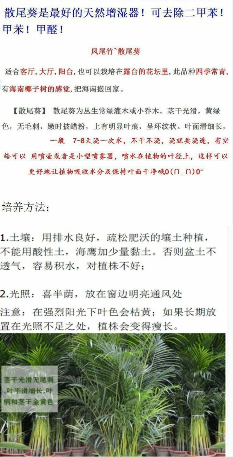 散尾葵凤尾竹盆栽室内客厅吸甲醛植物四季长青大型绿植花卉