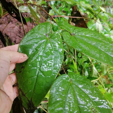 淫羊藿，野生，干货。