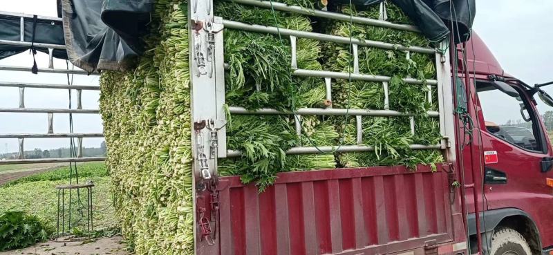 雪里红芥菜2两以上，鲜货量大从优对接全国