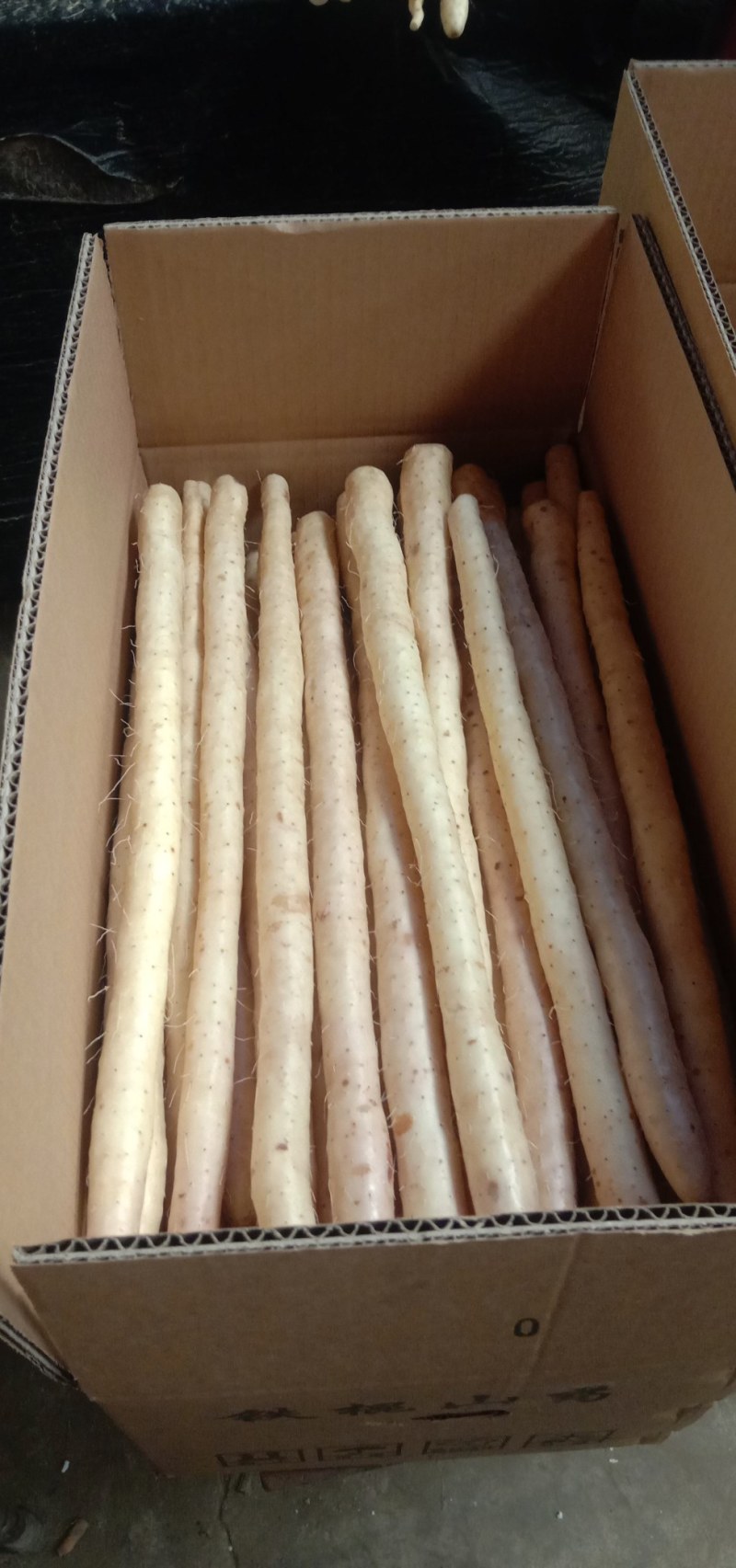 河北蠡县精品小白嘴白山药各种型号都有