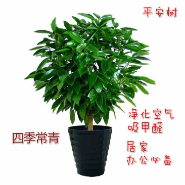 平安树盆栽室内客厅大型绿植花卉吸甲醛净化空气植物网红款