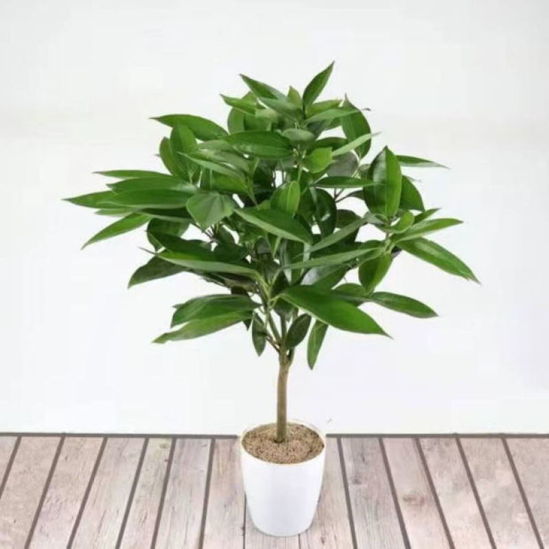 平安树盆栽室内客厅大型绿植花卉吸甲醛净化空气植物网红款