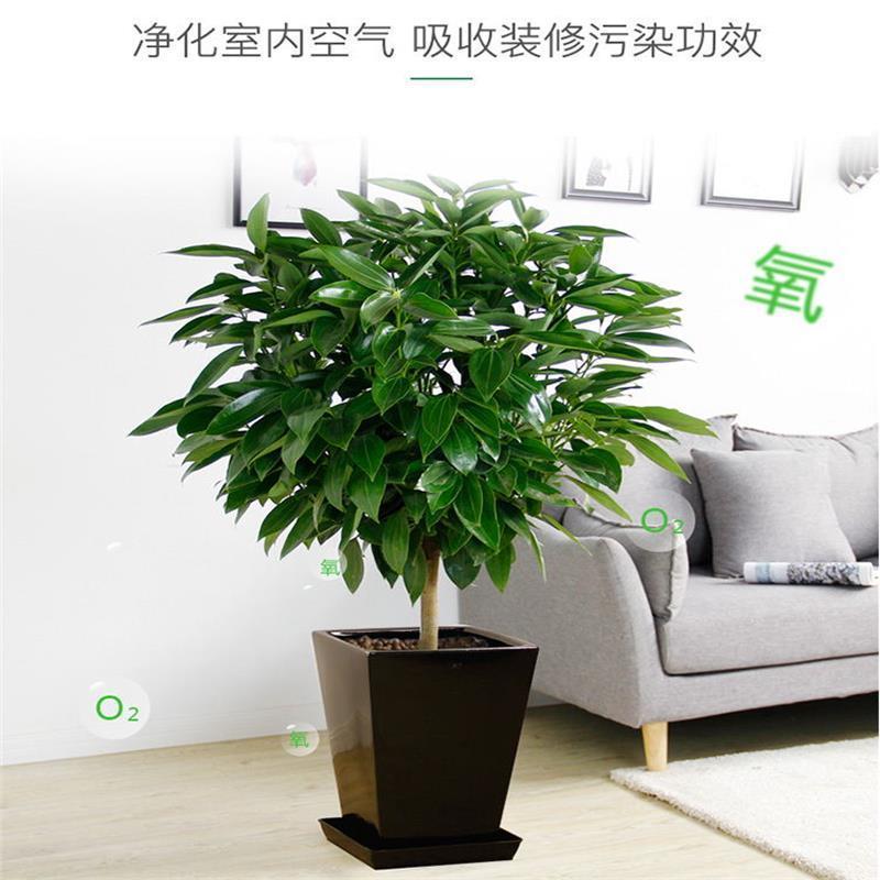 平安树盆栽室内客厅大型绿植花卉吸甲醛净化空气植物网红款
