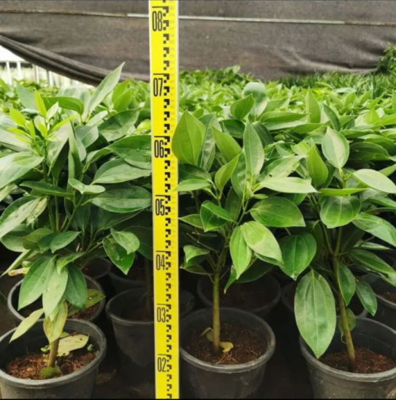 平安树盆栽室内客厅大型绿植花卉吸甲醛净化空气植物网红款