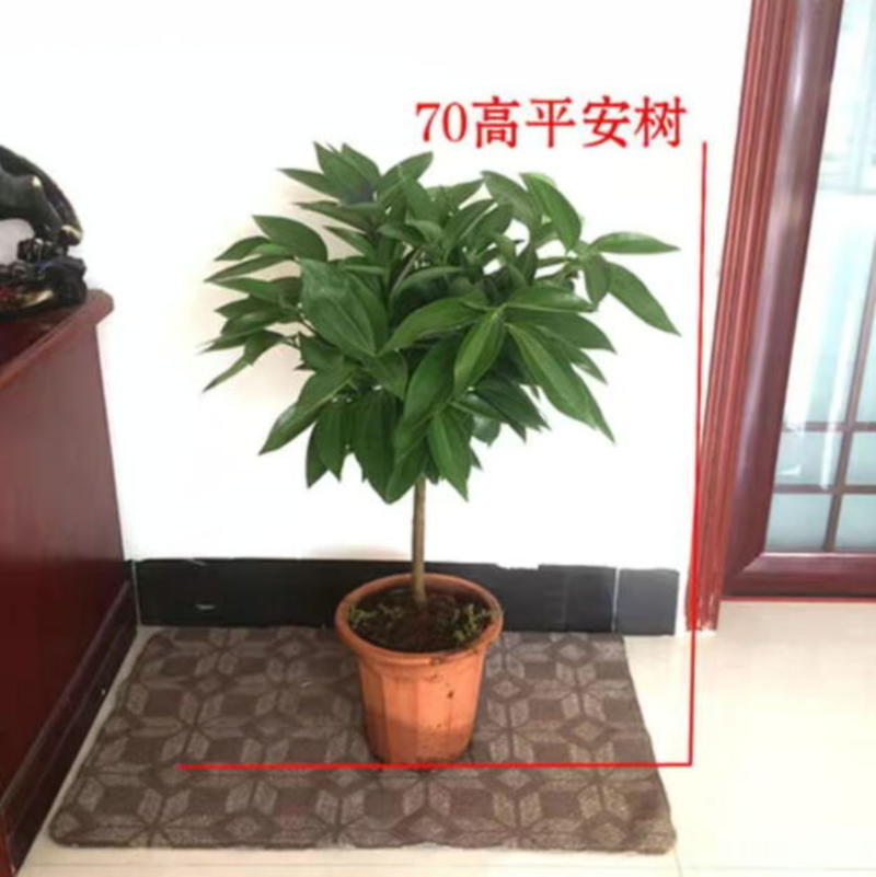 平安树盆栽室内客厅大型绿植花卉吸甲醛净化空气植物网红款