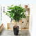 平安树盆栽室内客厅大型绿植花卉吸甲醛净化空气植物网红款