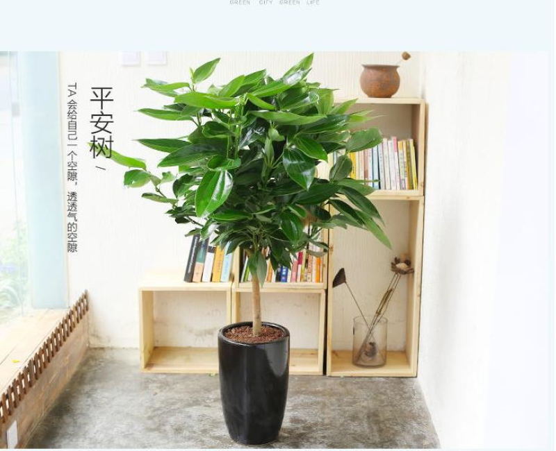 平安树盆栽室内客厅大型绿植花卉吸甲醛净化空气植物网红款