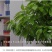 平安树盆栽室内客厅大型绿植花卉吸甲醛净化空气植物网红款