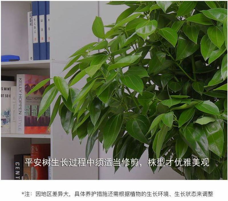 平安树盆栽室内客厅大型绿植花卉吸甲醛净化空气植物网红款