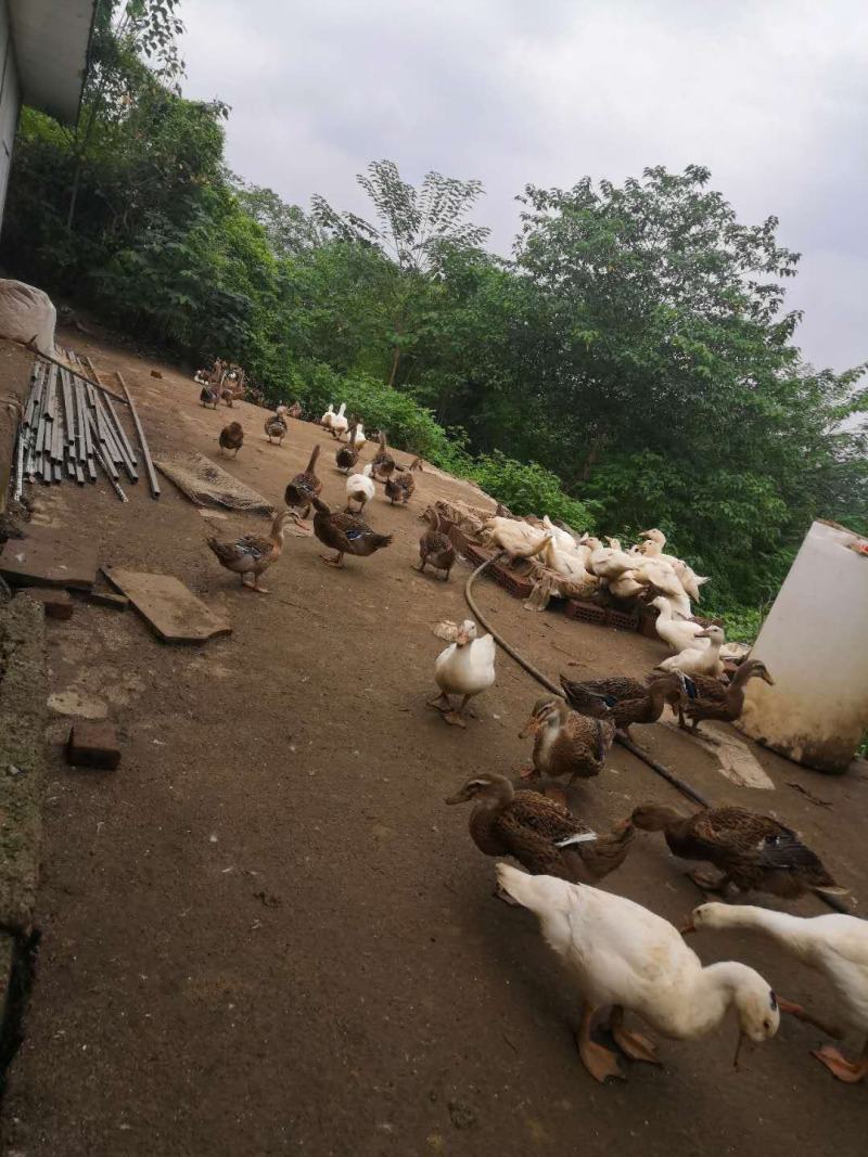 正宗粮食跑山鸭欢迎咨询