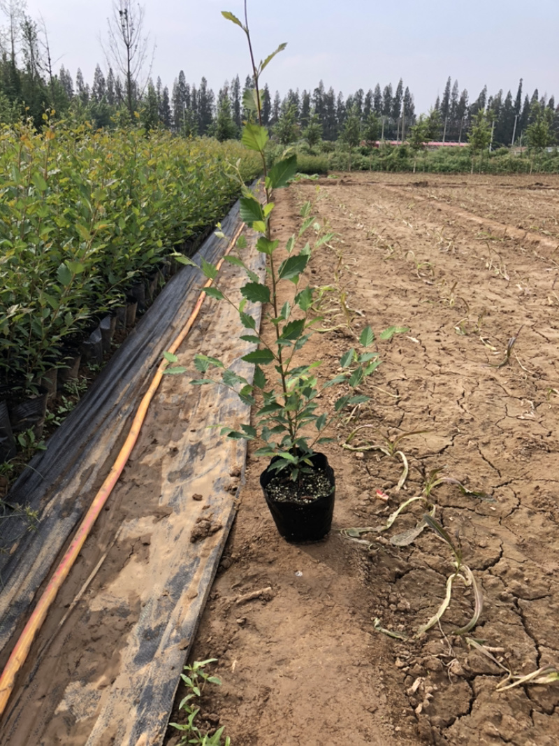 邳州市顶森欧州白桦基地