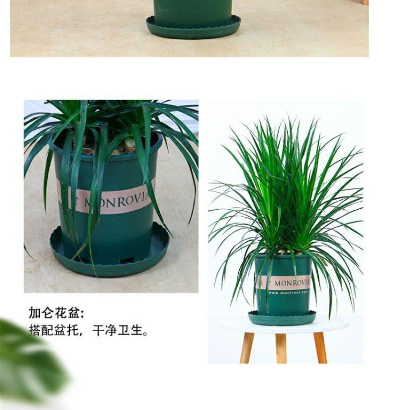 龙须树盆栽香龙血树龙须树苗花卉绿植盆栽龙须树多头植物净化