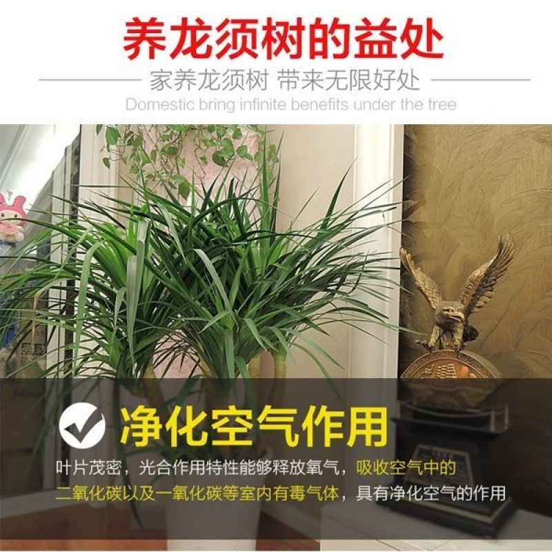 龙须树盆栽香龙血树龙须树苗花卉绿植盆栽龙须树多头植物净化