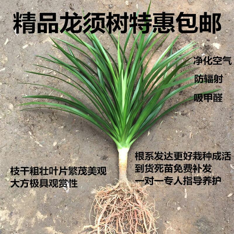 龙须树盆栽香龙血树龙须树苗花卉绿植盆栽龙须树多头植物净化