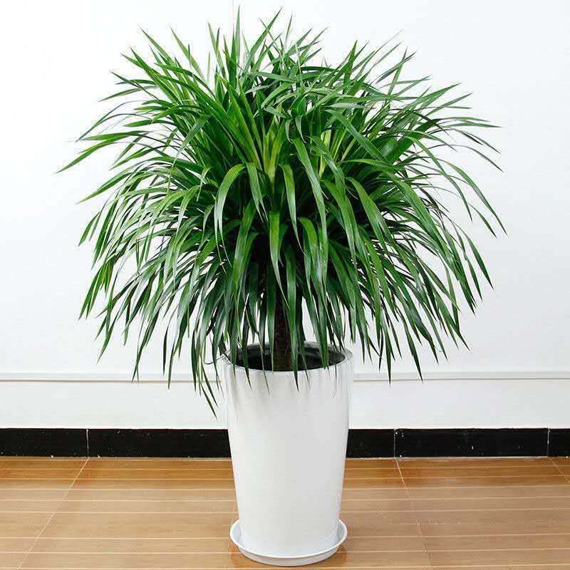 龙须树盆栽香龙血树龙须树苗花卉绿植盆栽龙须树多头植物净化