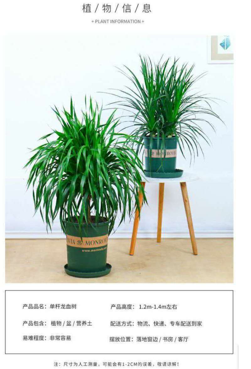 龙须树盆栽香龙血树龙须树苗花卉绿植盆栽龙须树多头植物净化