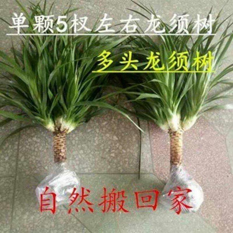 龙须树盆栽香龙血树龙须树苗花卉绿植盆栽龙须树多头植物净化