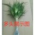 龙须树盆栽香龙血树龙须树苗花卉绿植盆栽龙须树多头植物净化