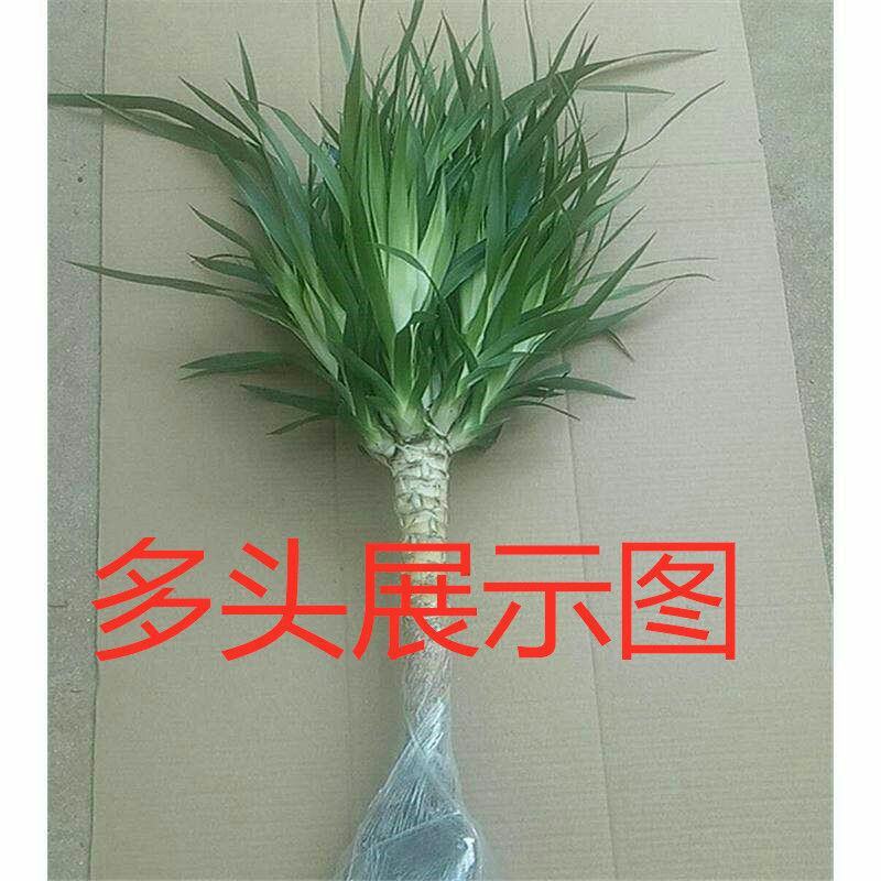 龙须树盆栽香龙血树龙须树苗花卉绿植盆栽龙须树多头植物净化