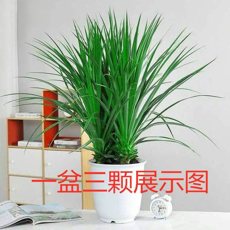 龙须树盆栽香龙血树龙须树苗花卉绿植盆栽龙须树多头植物净化