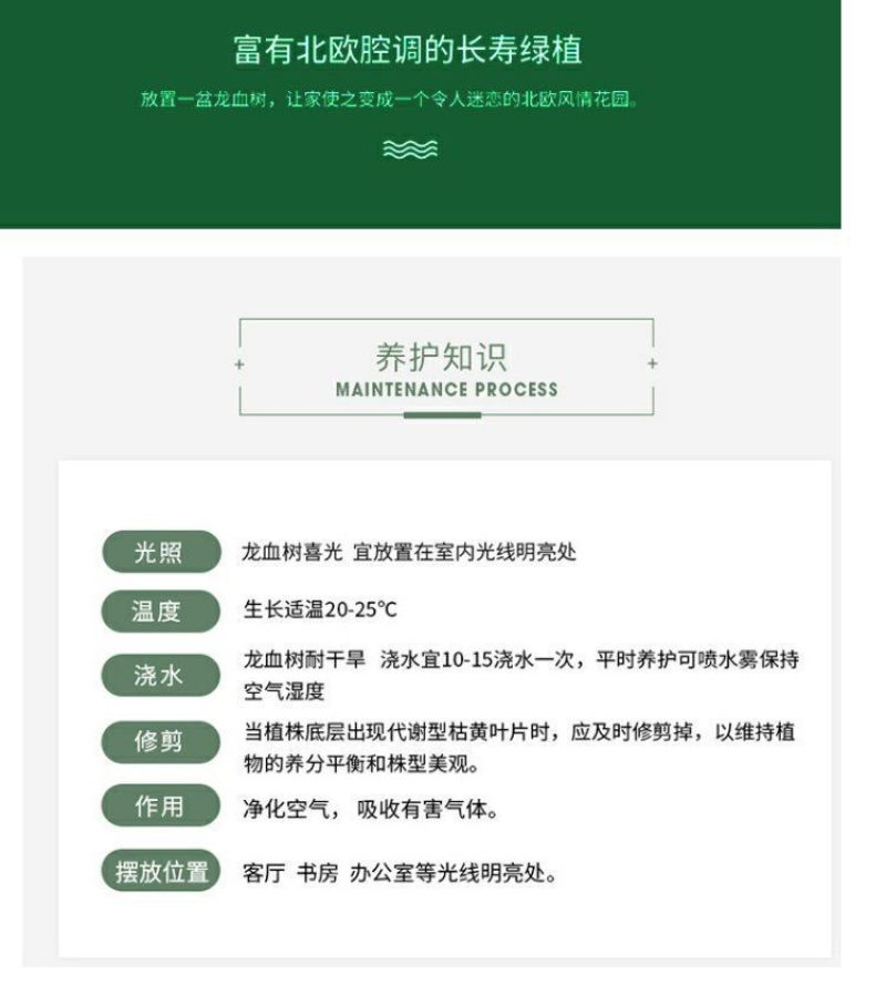 龙须树盆栽香龙血树龙须树苗花卉绿植盆栽龙须树多头植物净化