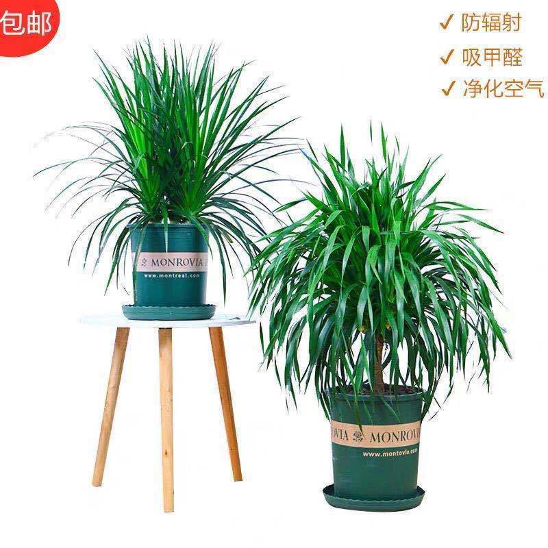 龙须树盆栽香龙血树龙须树苗花卉绿植盆栽龙须树多头植物净化