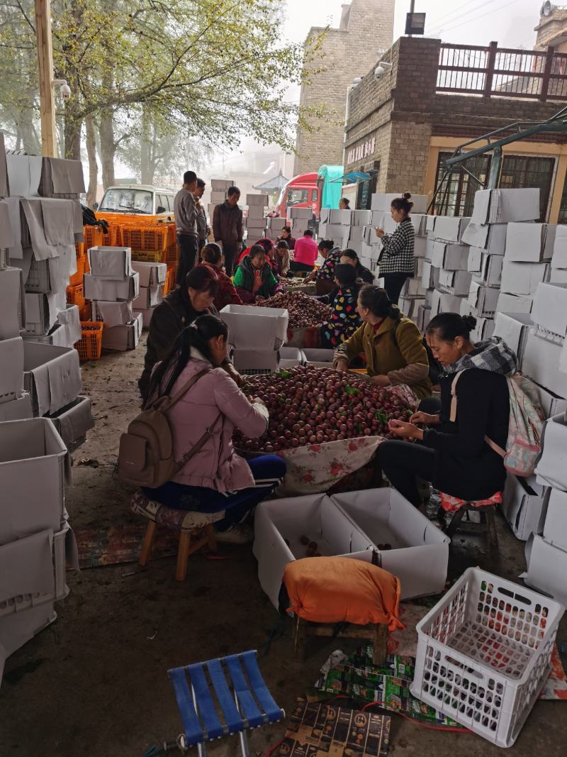 汶川羌脆李正在进行中，持续不了几天了，加油