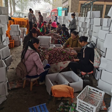 汶川羌脆李正在进行中，持续不了几天了，加油