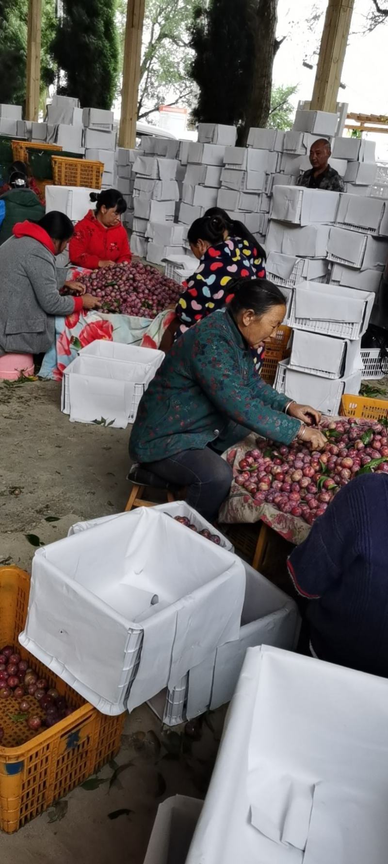 汶川羌脆李正在进行中，持续不了几天了，加油