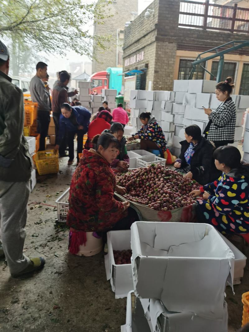 汶川羌脆李正在进行中，持续不了几天了，加油