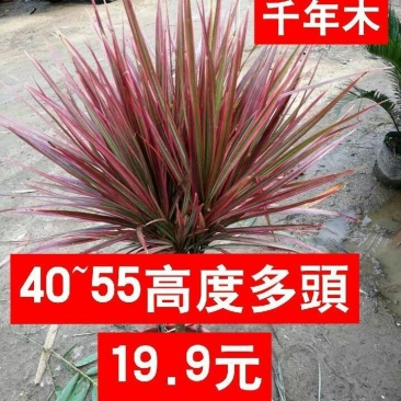 七彩铁千年木大苗盆栽三色龙须树客厅室内吸甲醛净化空气绿植