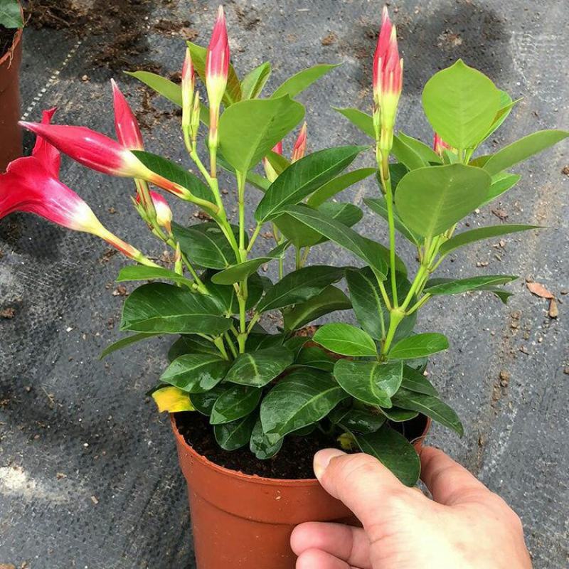 [万里飘香藤]四季开花庭院爬藤植物花卉室内阳台花卉盆栽